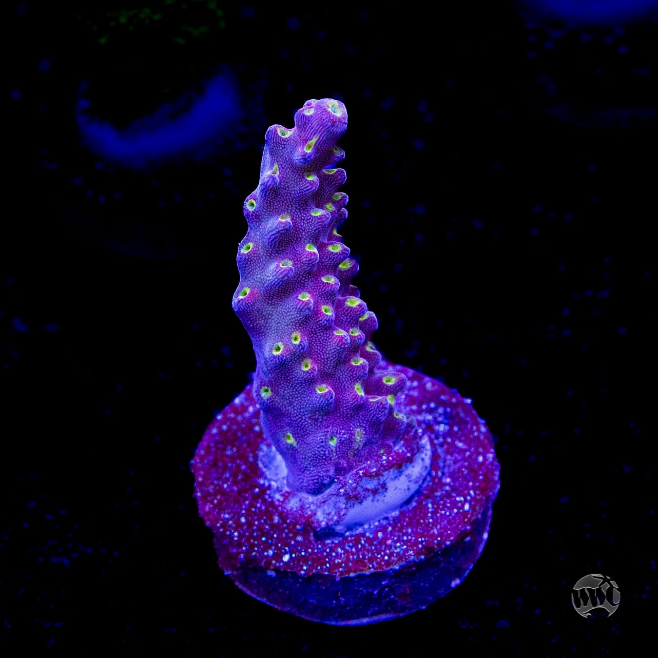 WWC Fruit Mix Acropora