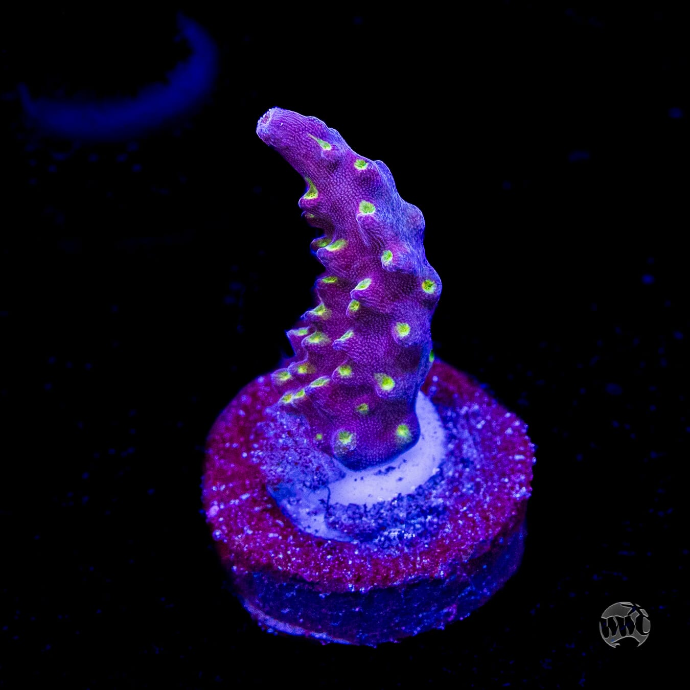 WWC Fruit Mix Acropora