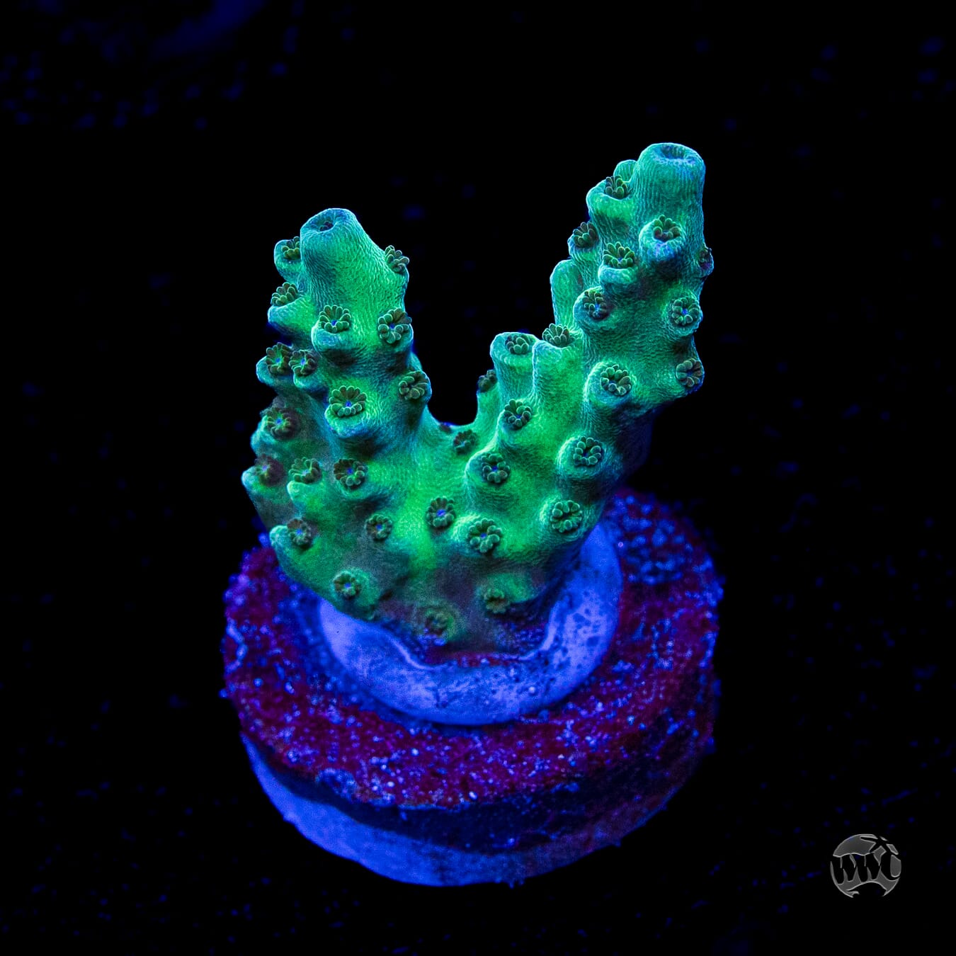 WWC Dolla Tree Acropora