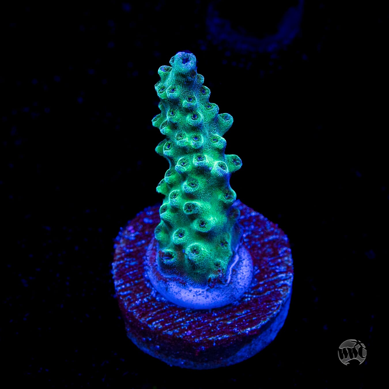 WWC Dolla Tree Acropora