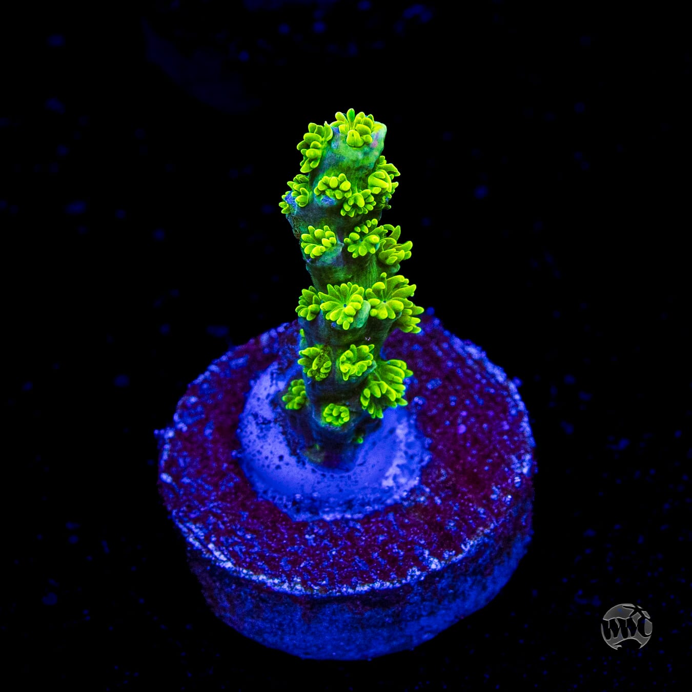 Jason Fox Homewrecker Tenuis Acropora