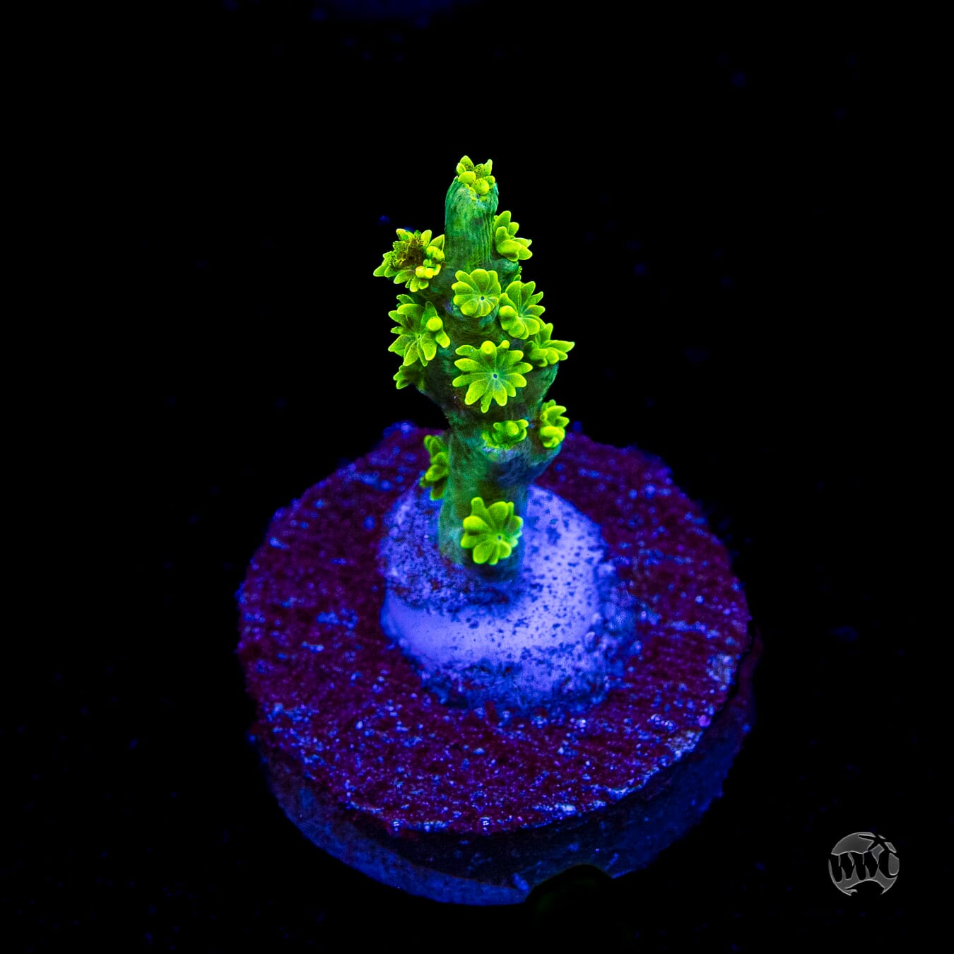 Jason Fox Homewrecker Tenuis Acropora