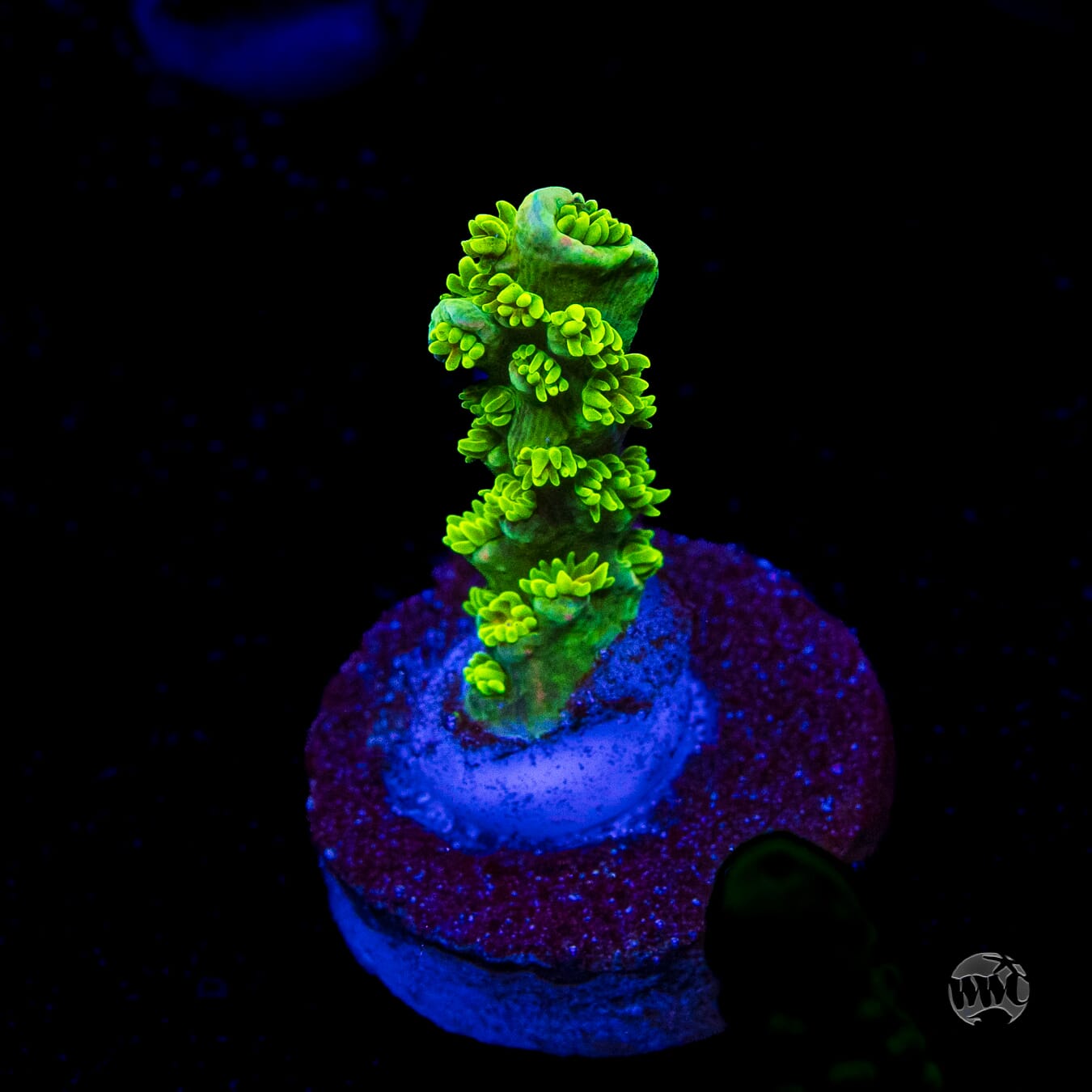 Jason Fox Homewrecker Tenuis Acropora