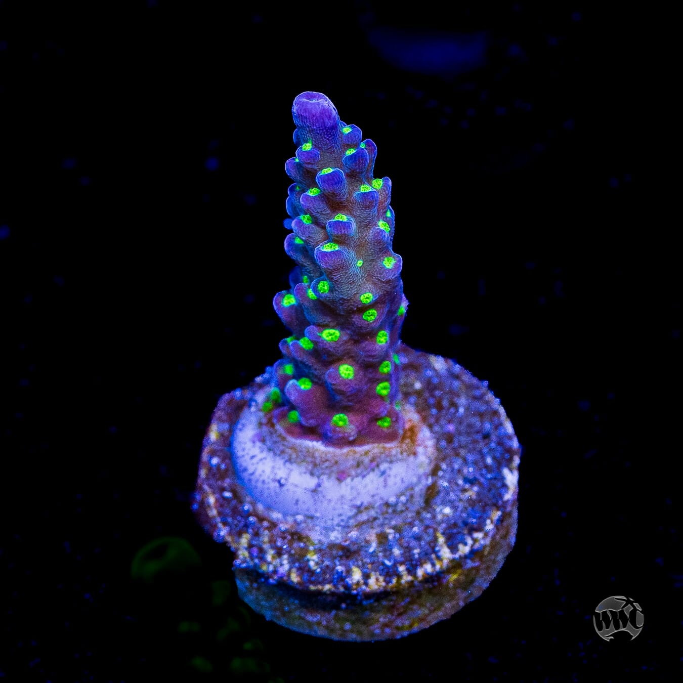 WWC Blueberry Fields Acropora
