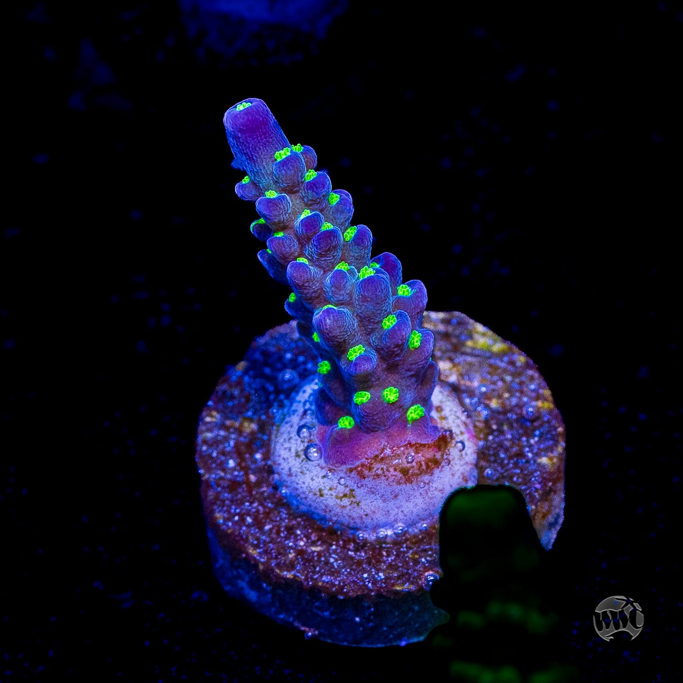 WWC Blueberry Fields Acropora