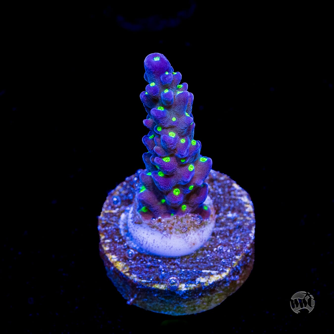 WWC Blueberry Fields Acropora