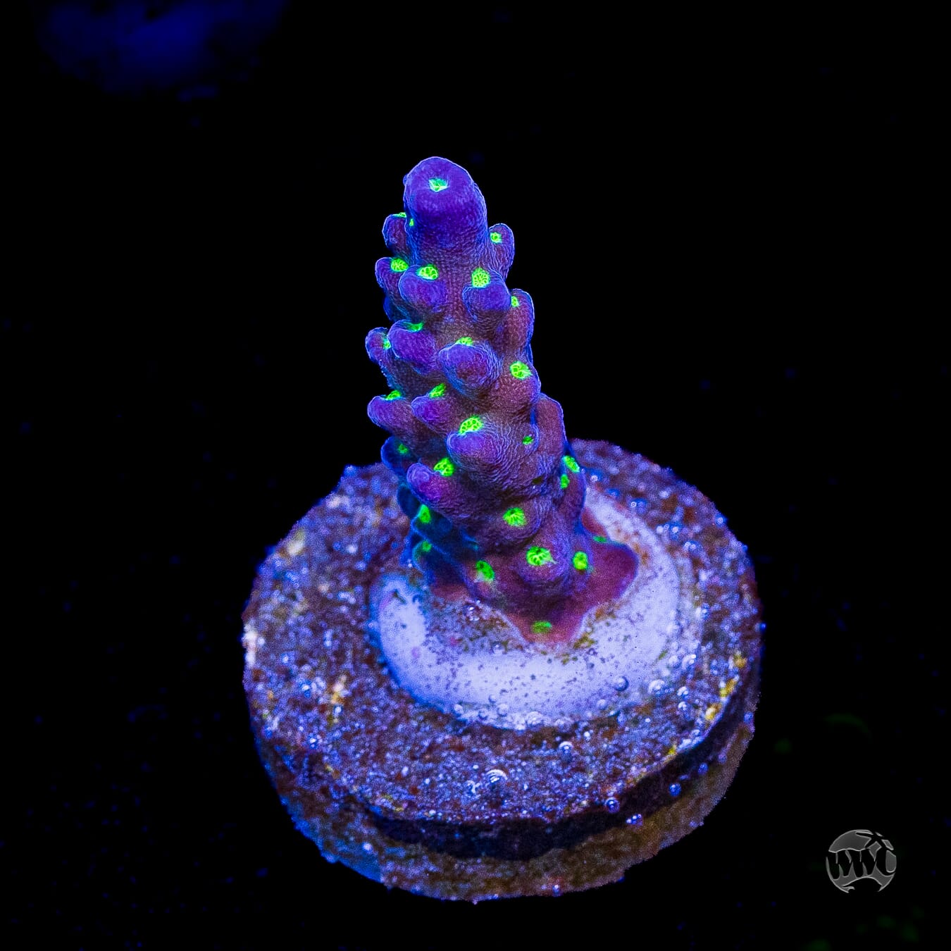 WWC Blueberry Fields Acropora