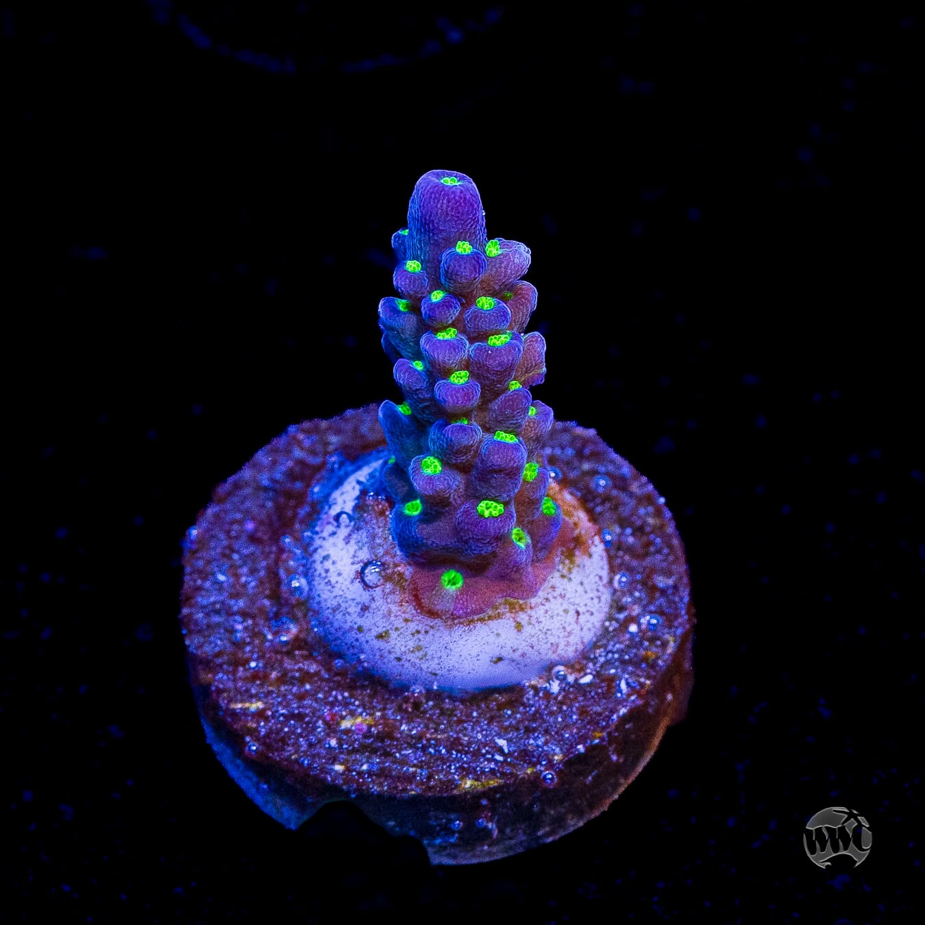WWC Blueberry Fields Acropora