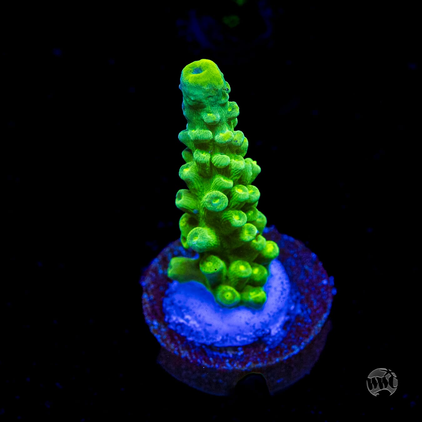 WWC Yellow Austera Acropora