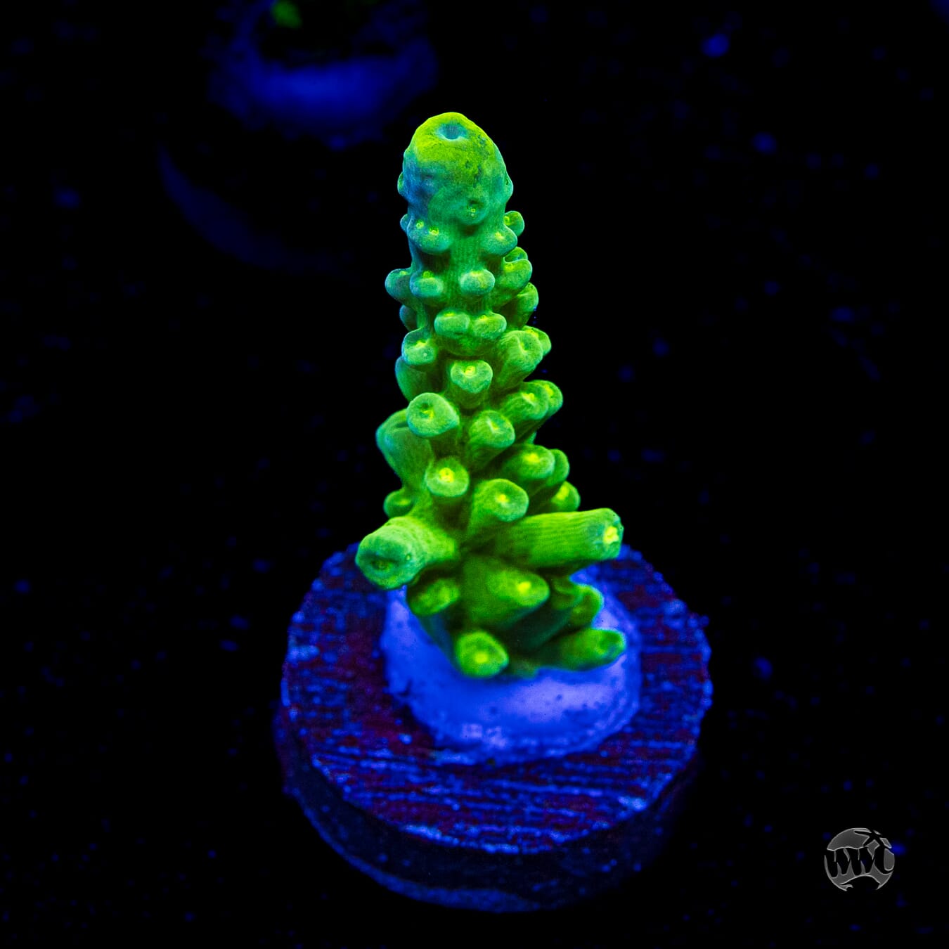 WWC Yellow Austera Acropora
