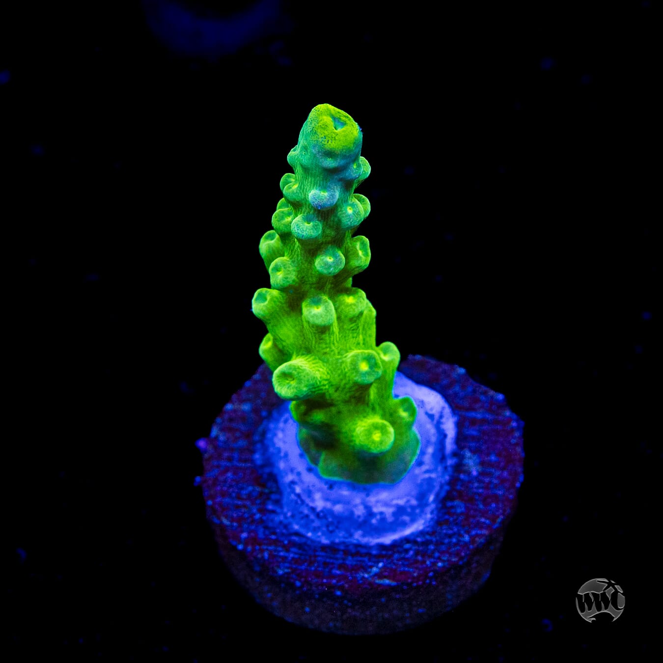 WWC Yellow Austera Acropora