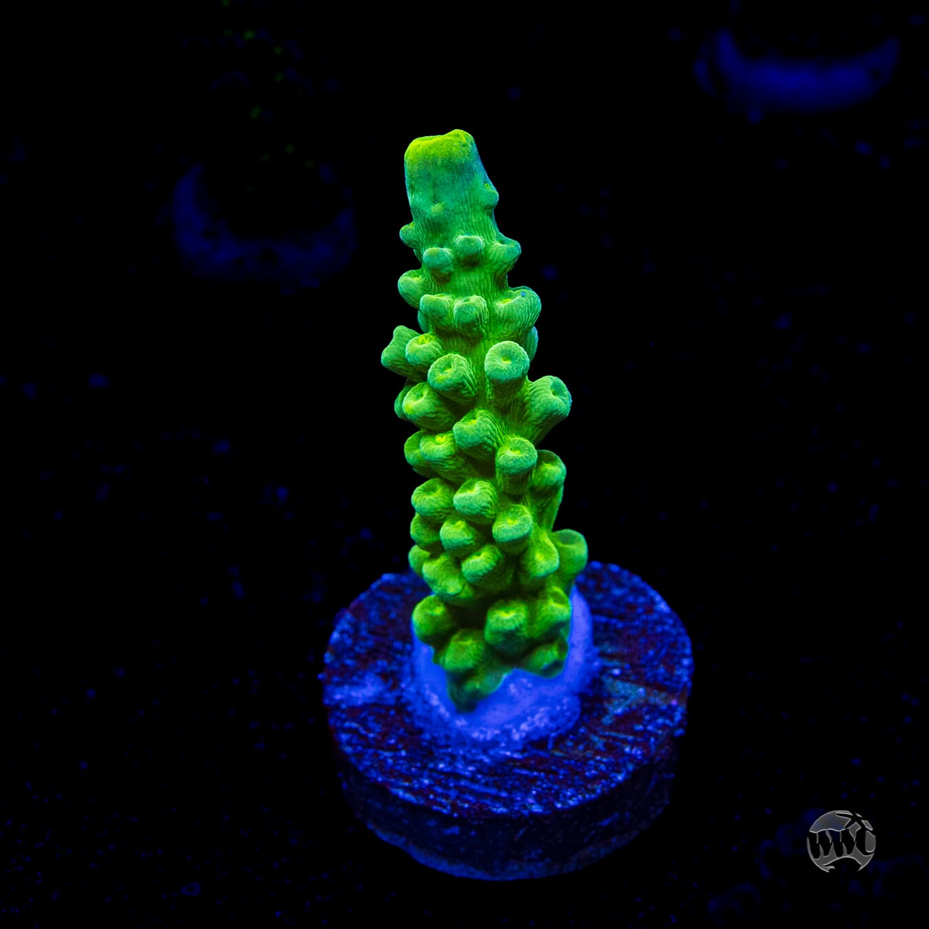WWC Yellow Austera Acropora