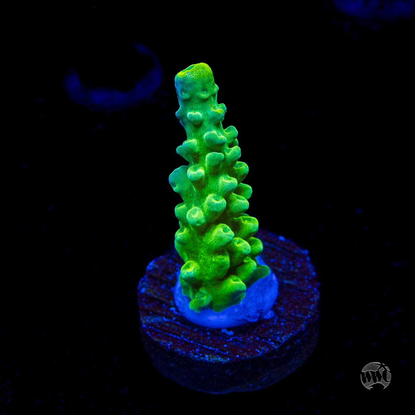 WWC Yellow Austera Acropora