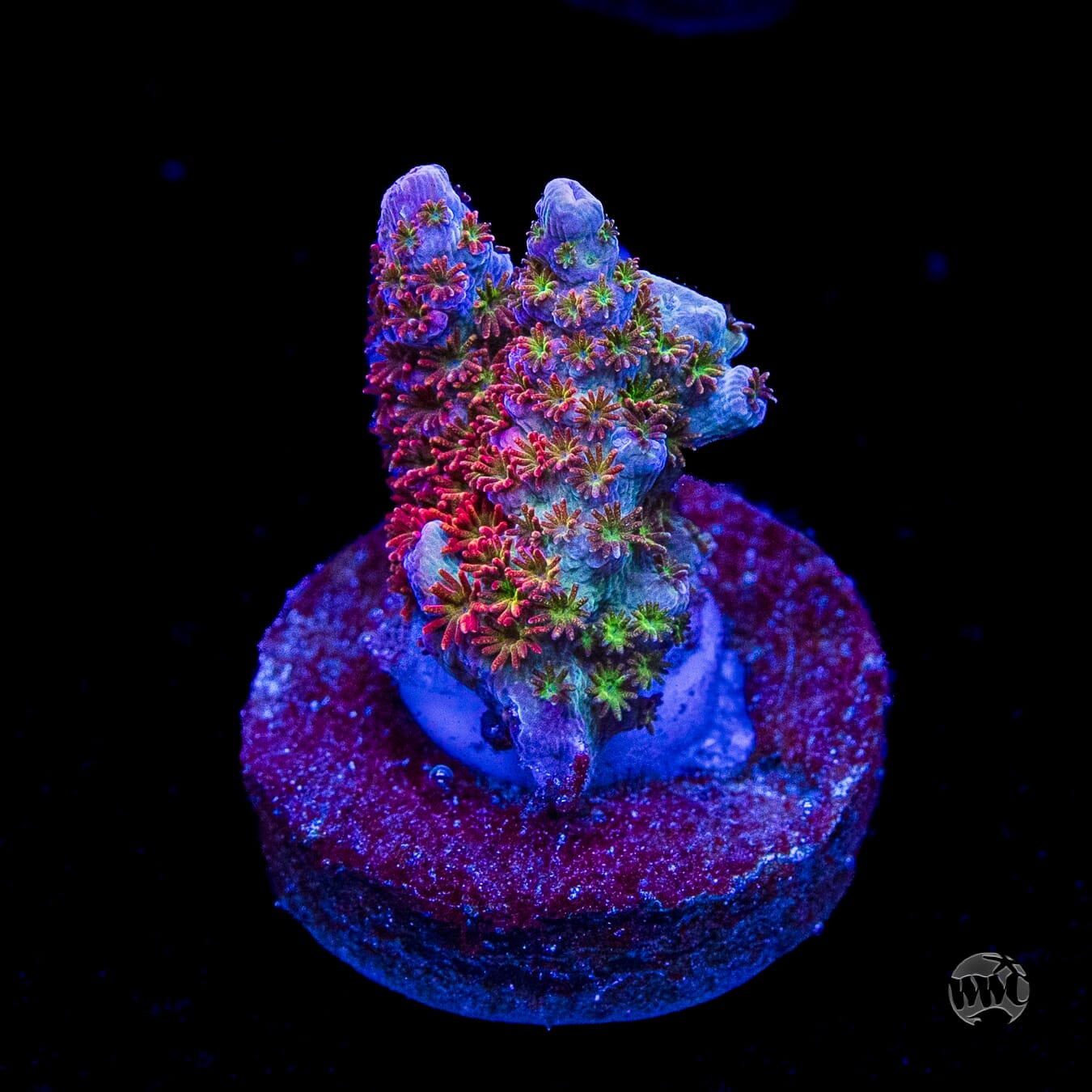 WWC Jello Shot Acropora