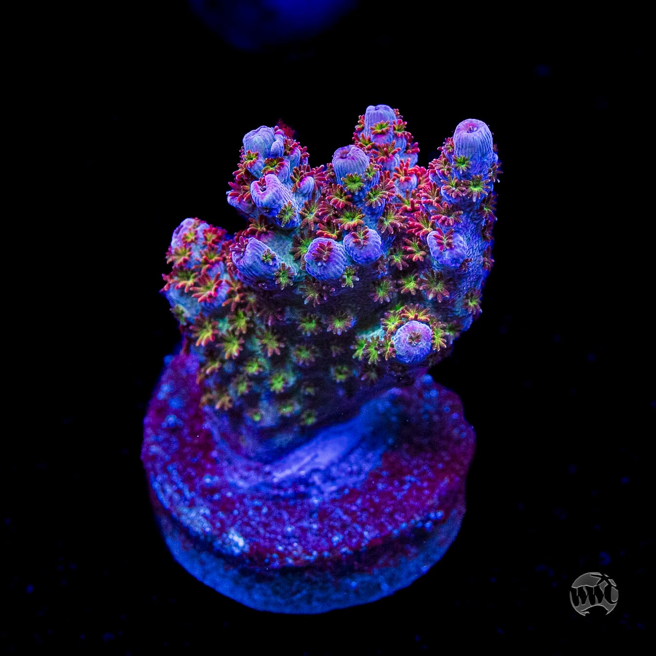 WWC Jello Shot Acropora