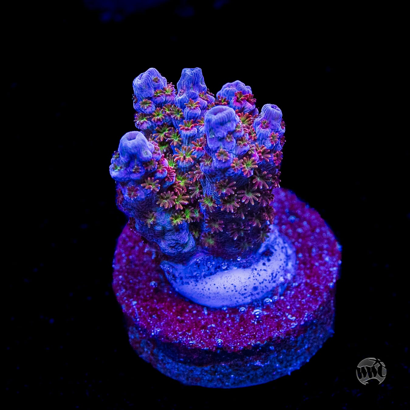 WWC Jello Shot Acropora