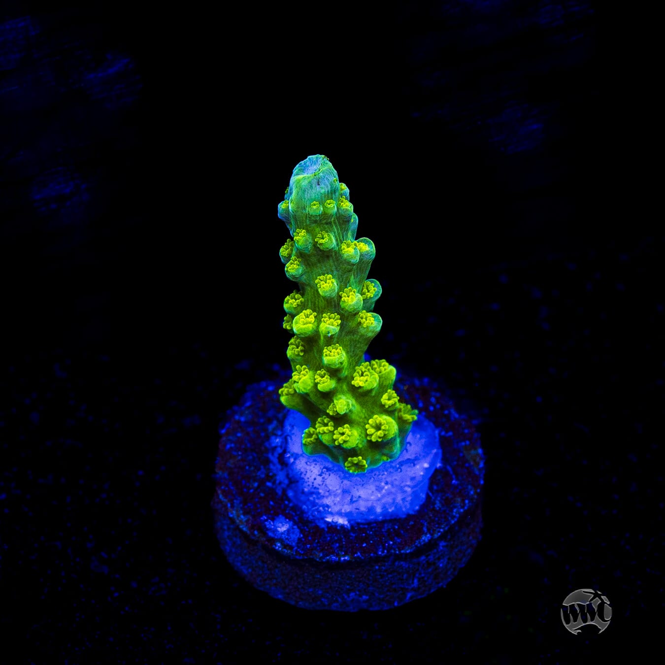 Green Slimer Acropora