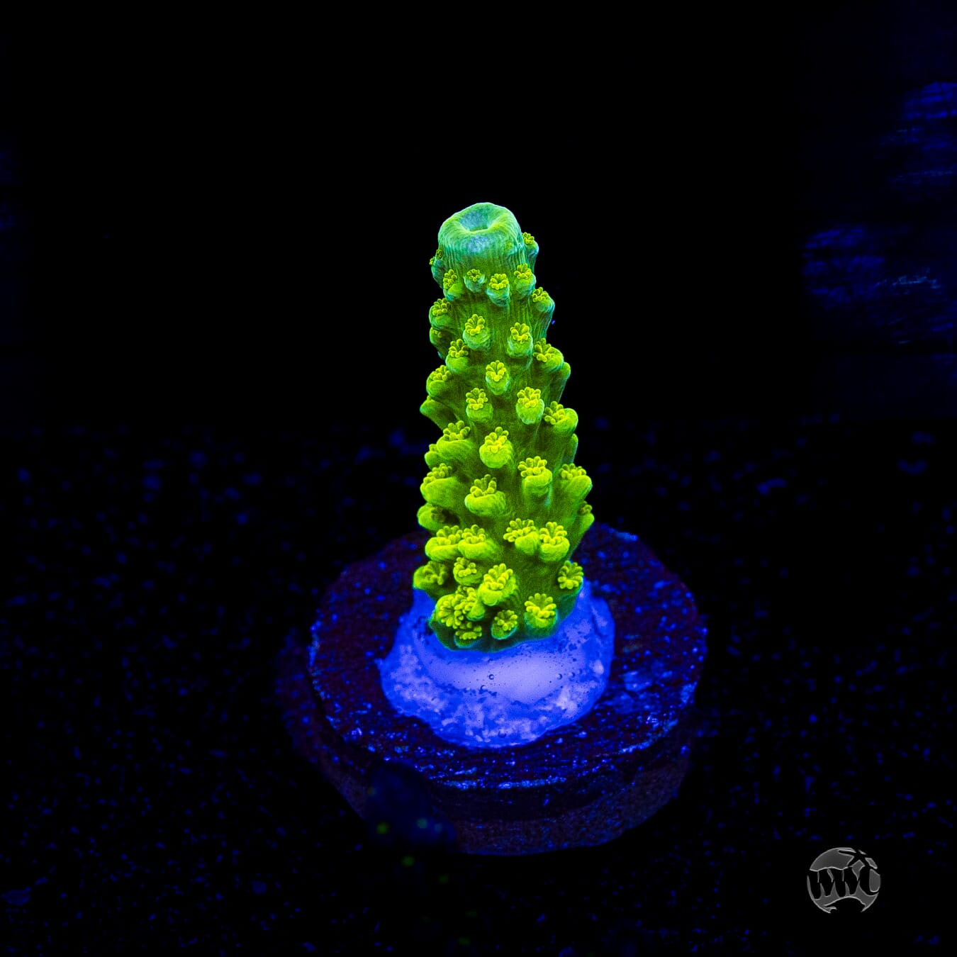 Green Slimer Acropora