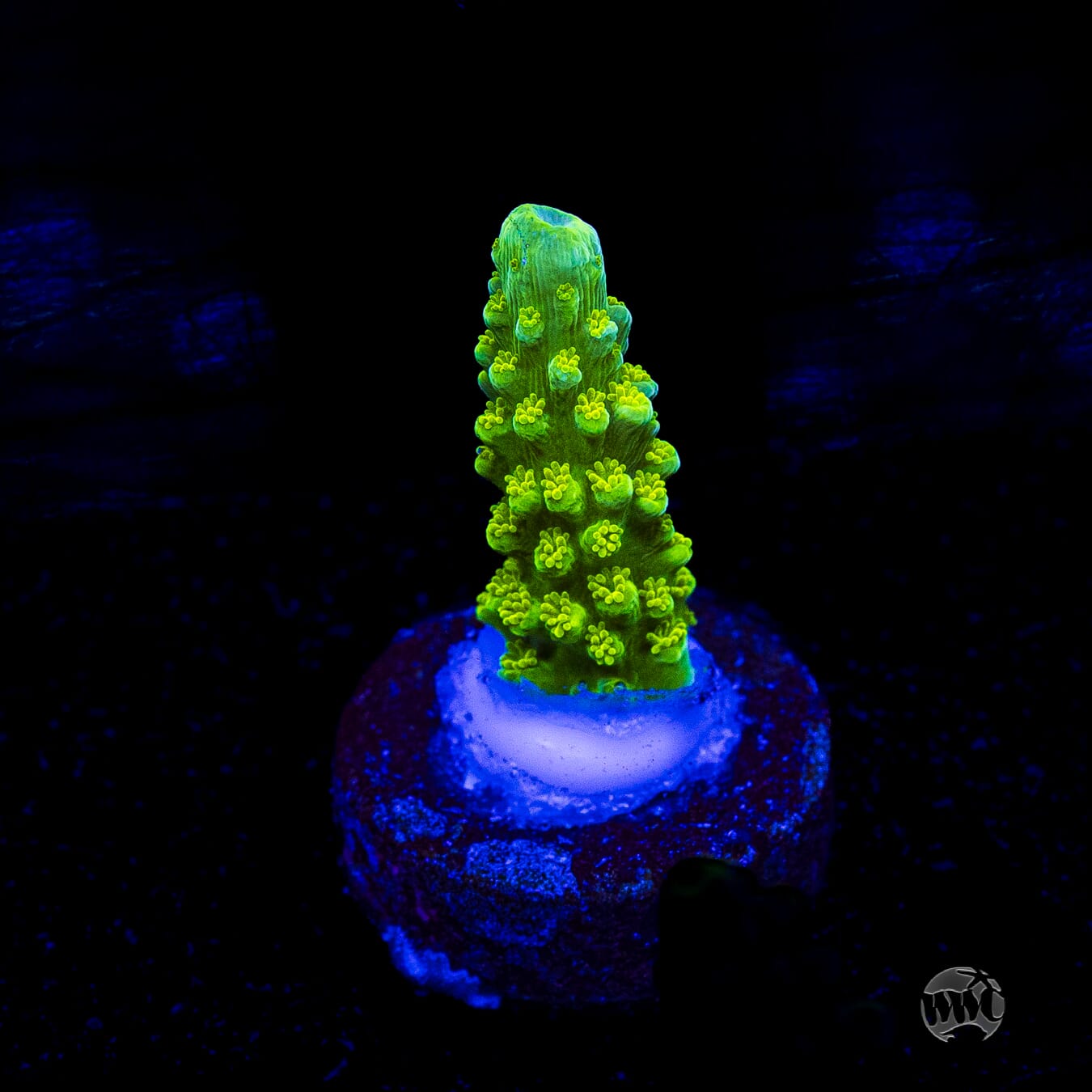 Green Slimer Acropora