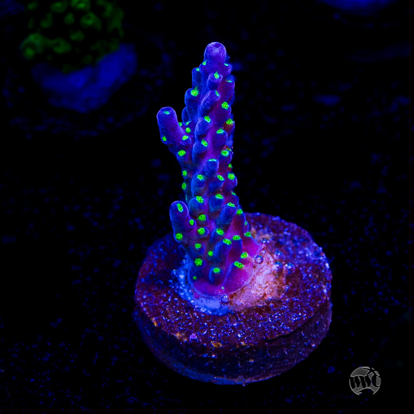 Tricolor Valida Acropora