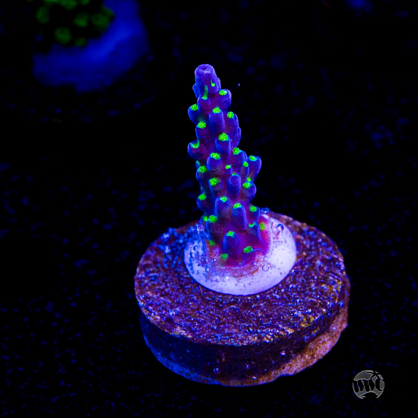 Tricolor Valida Acropora