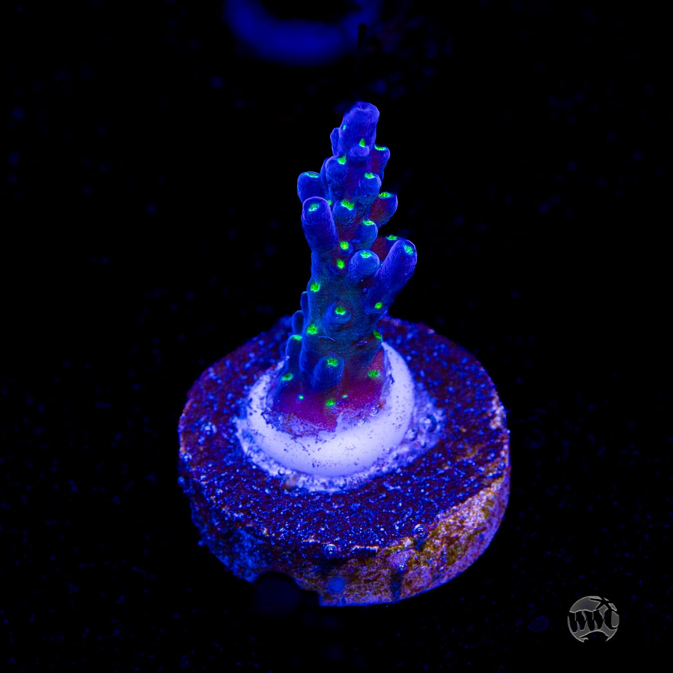 Tricolor Valida Acropora