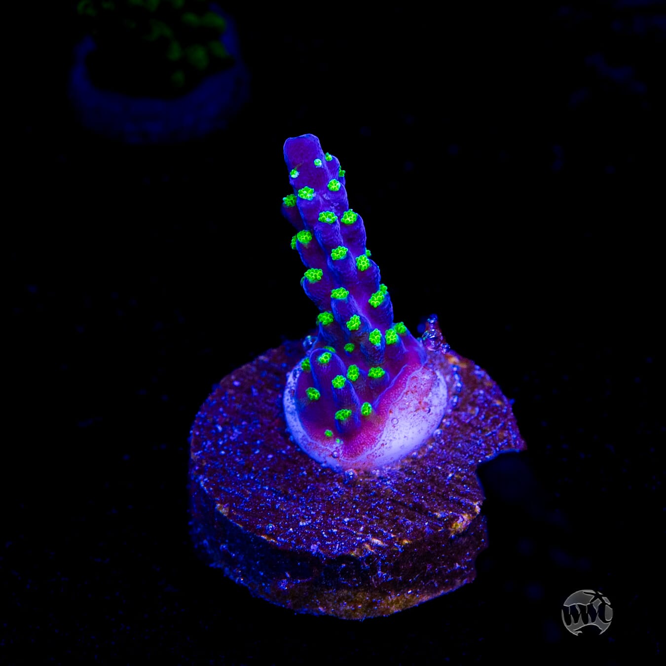 Tricolor Valida Acropora