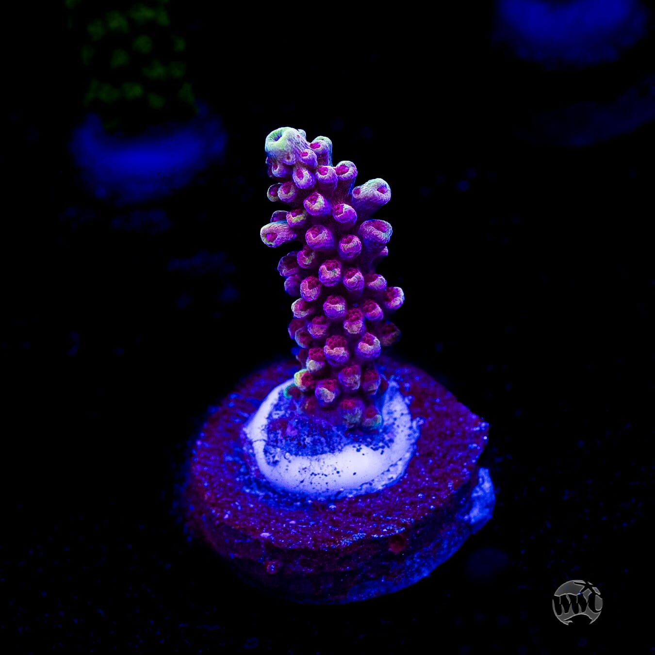 WWC Terra Red Acropora