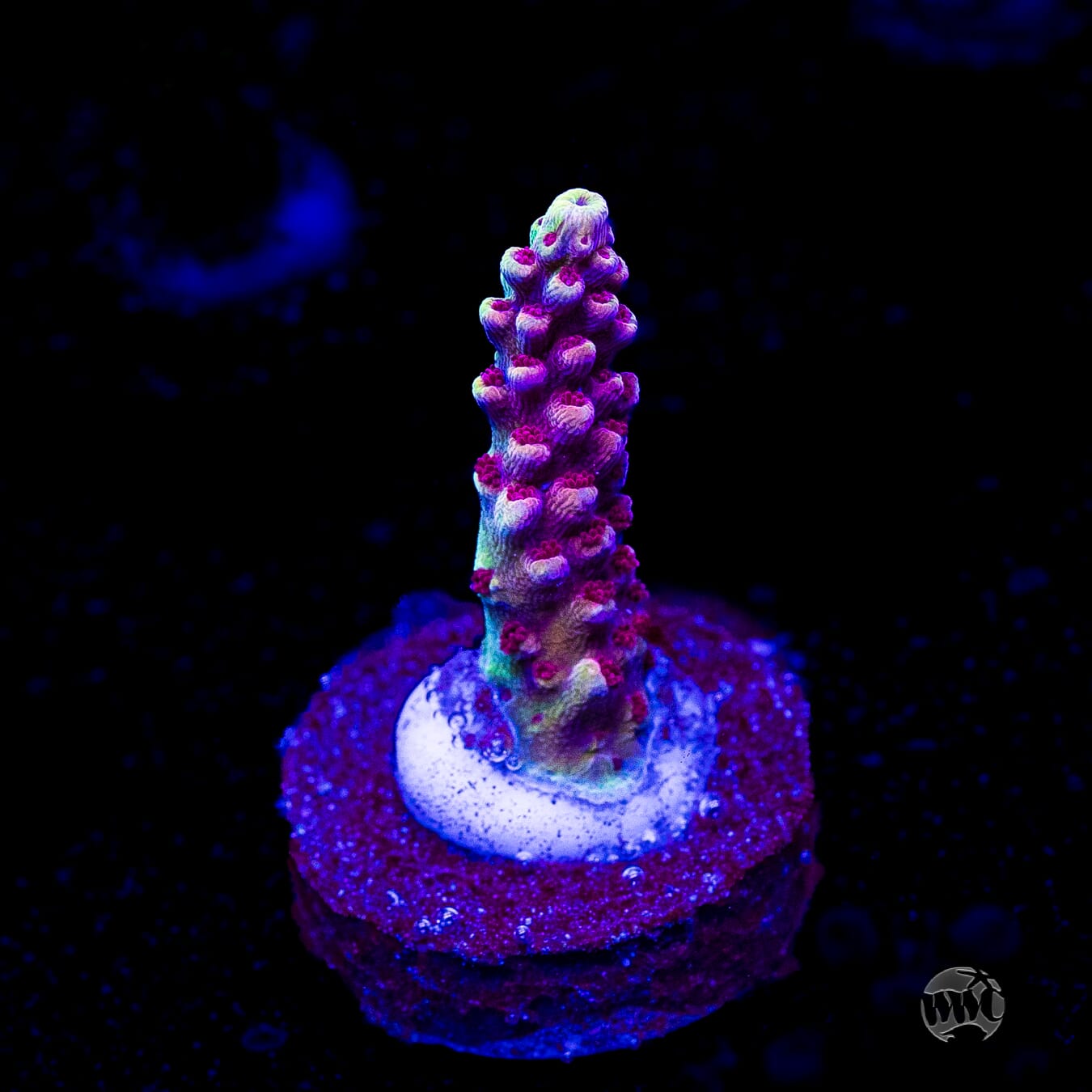 WWC Terra Red Acropora