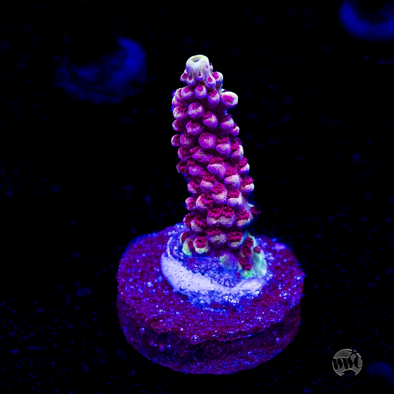 WWC Terra Red Acropora