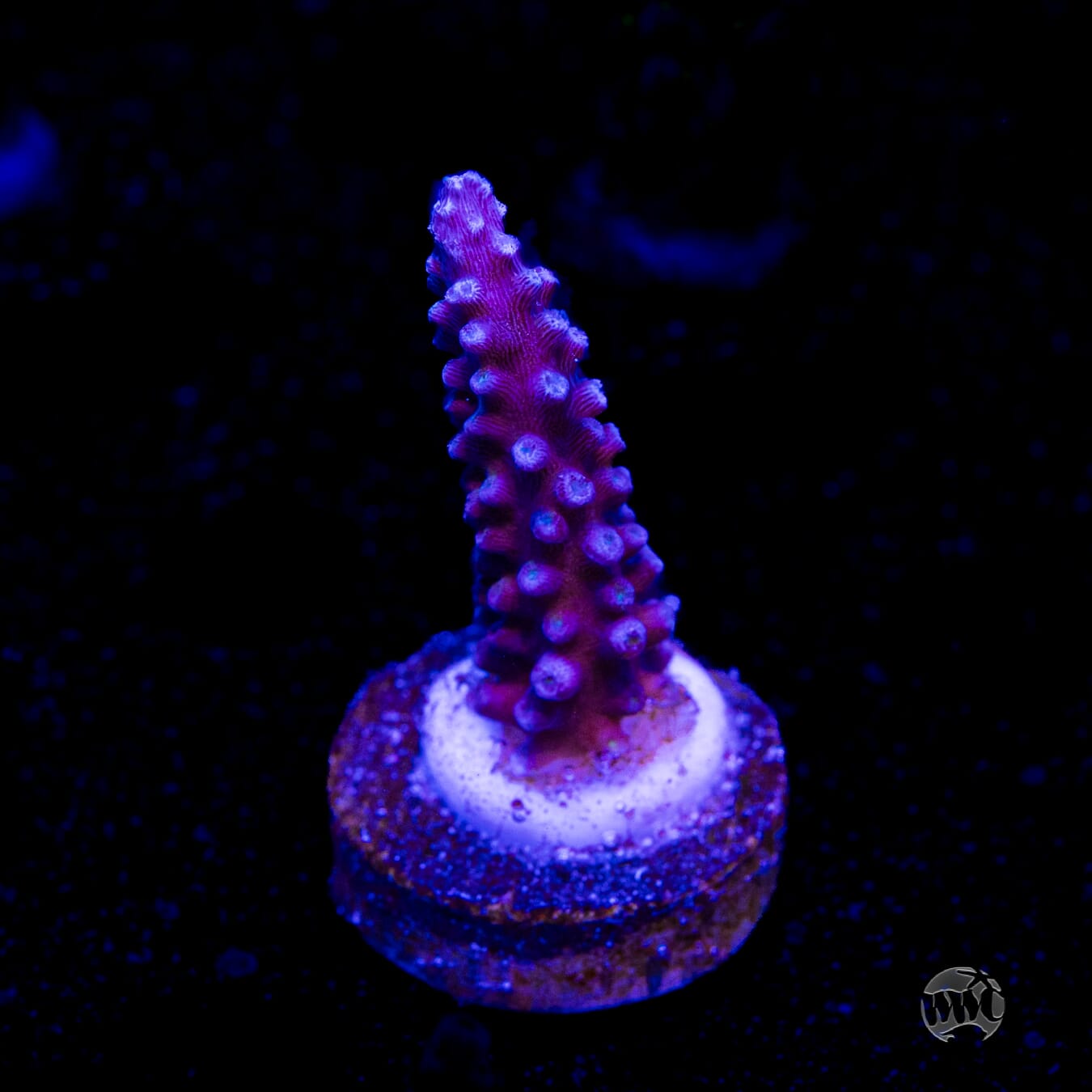 WWC Blue Lightning Stag Acropora