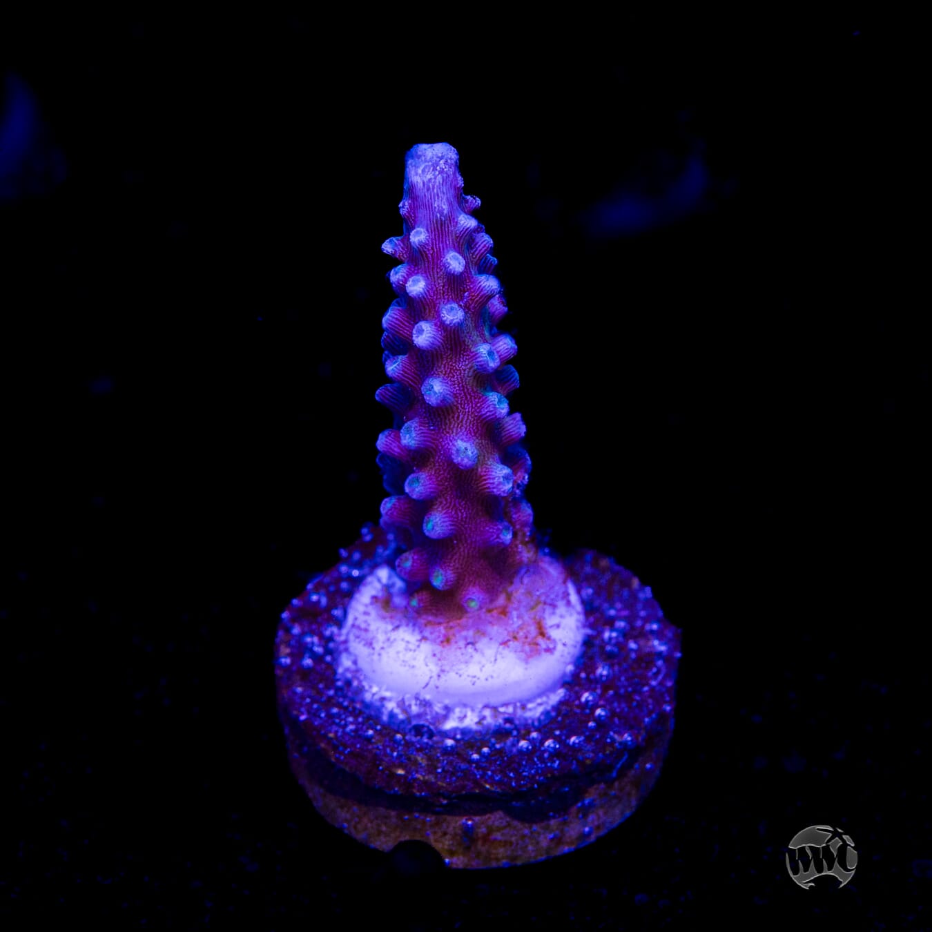 WWC Blue Lightning Stag Acropora
