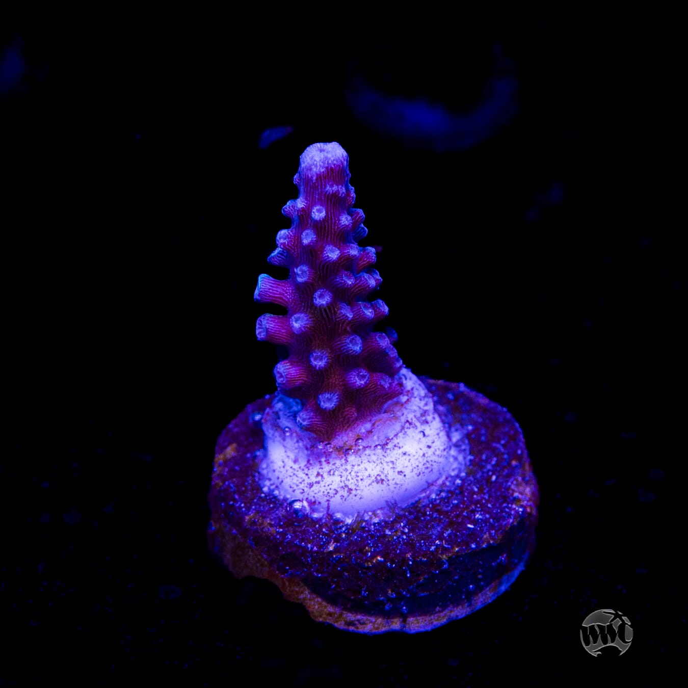 WWC Blue Lightning Stag Acropora