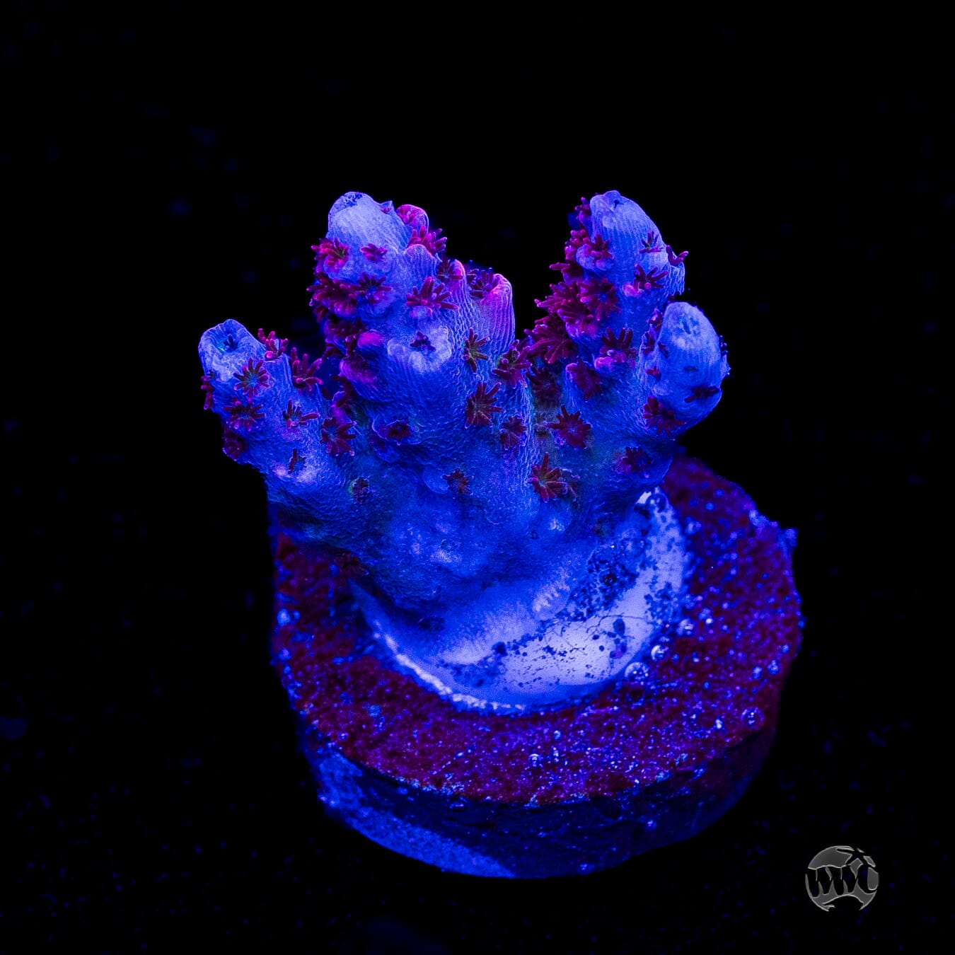 WWC Ruby Runner Acropora