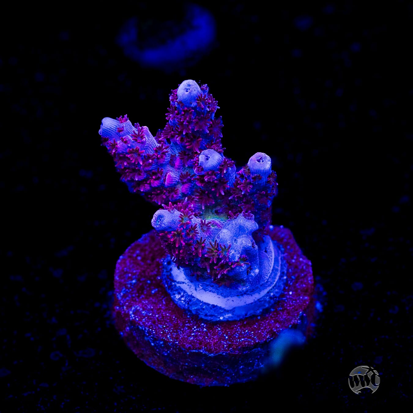 WWC Ruby Runner Acropora