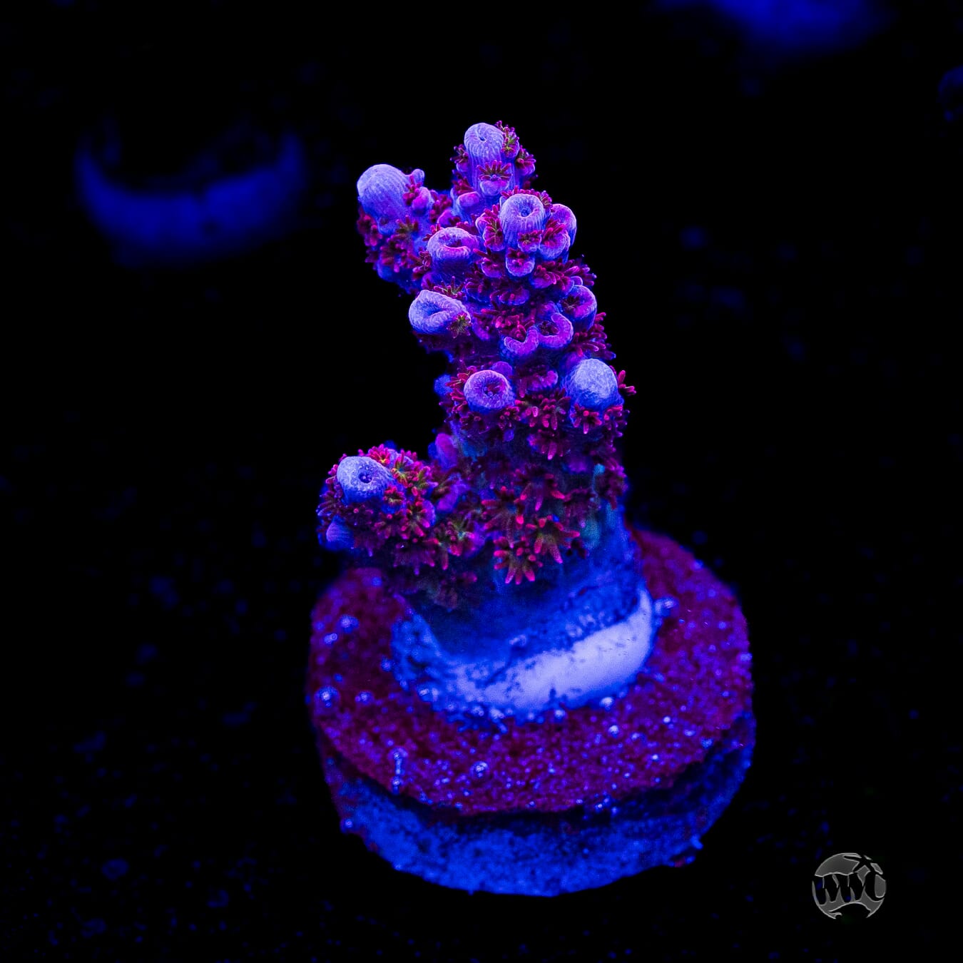 WWC Ruby Runner Acropora