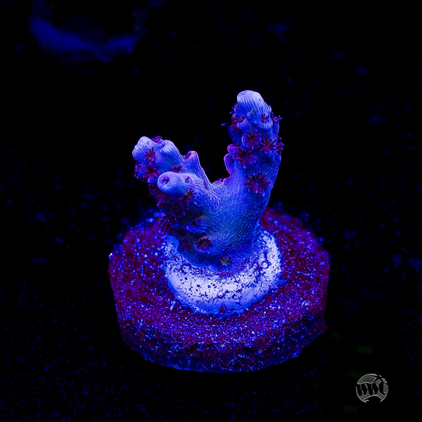 WWC Ruby Runner Acropora