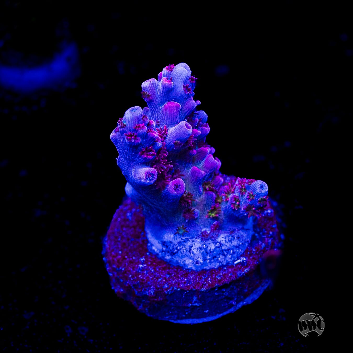 WWC Ruby Runner Acropora