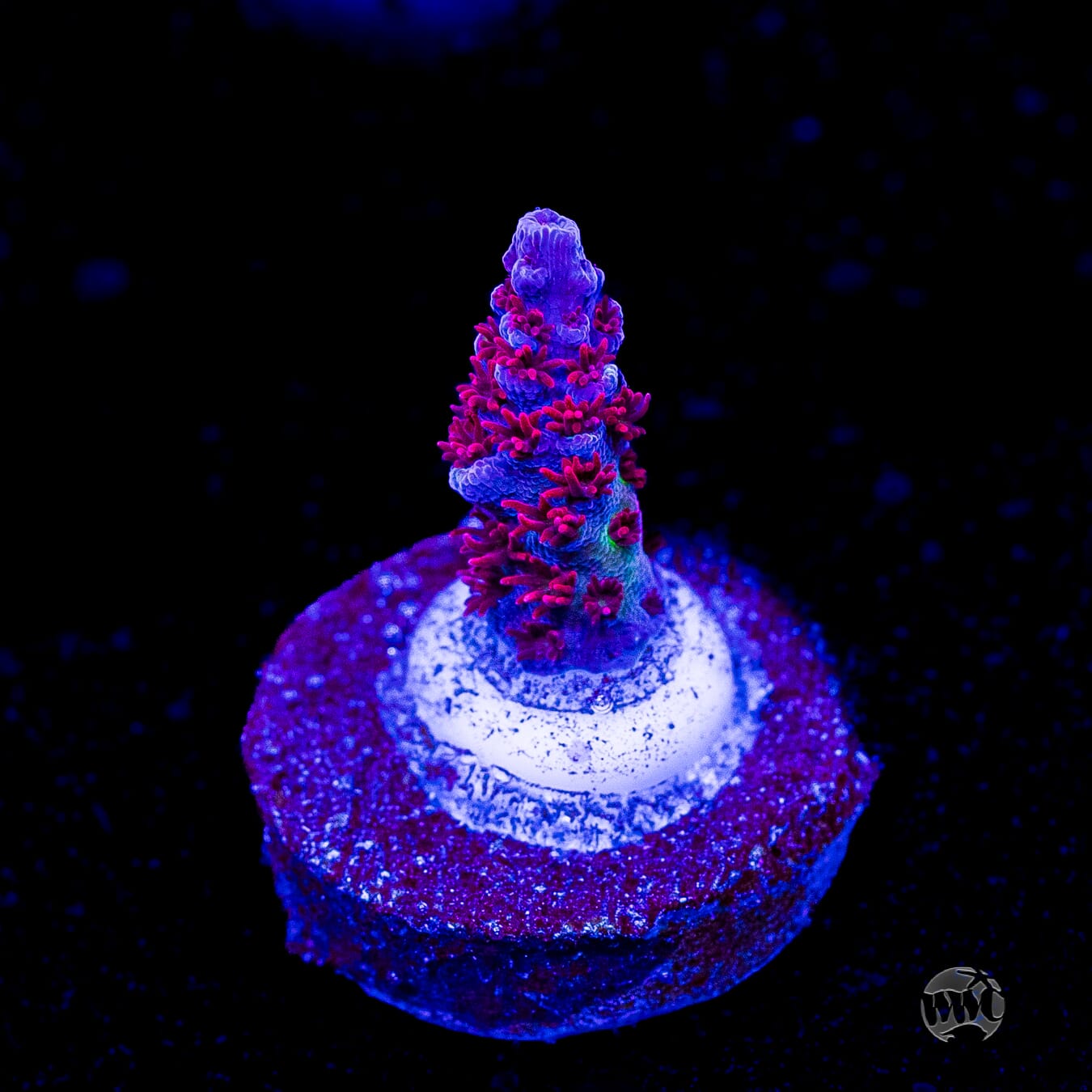 WWC Wow Acropora
