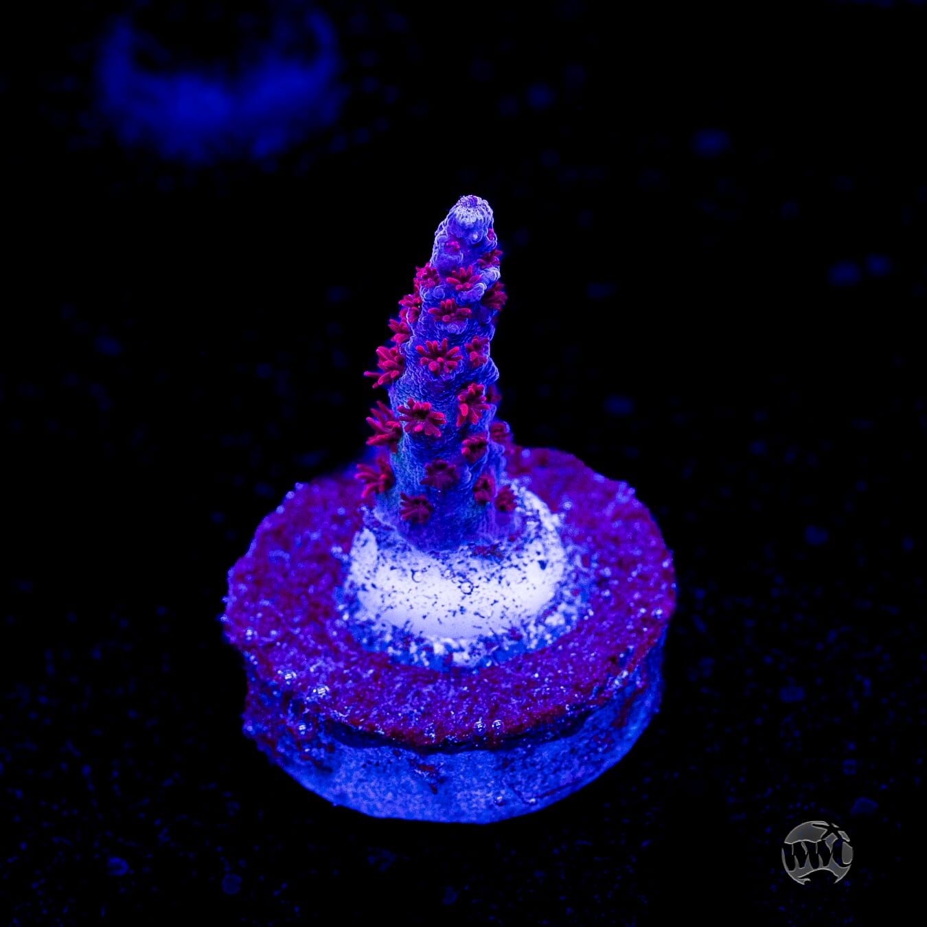 WWC Wow Acropora