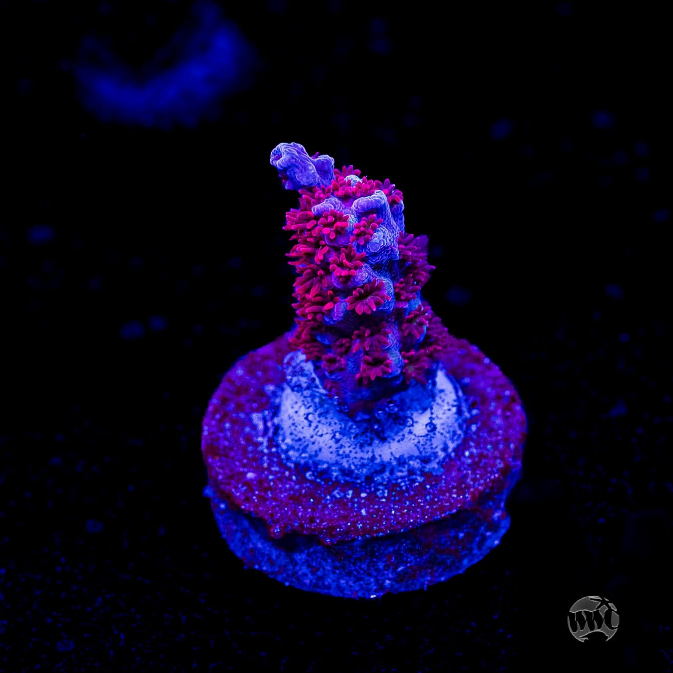 WWC Wow Acropora