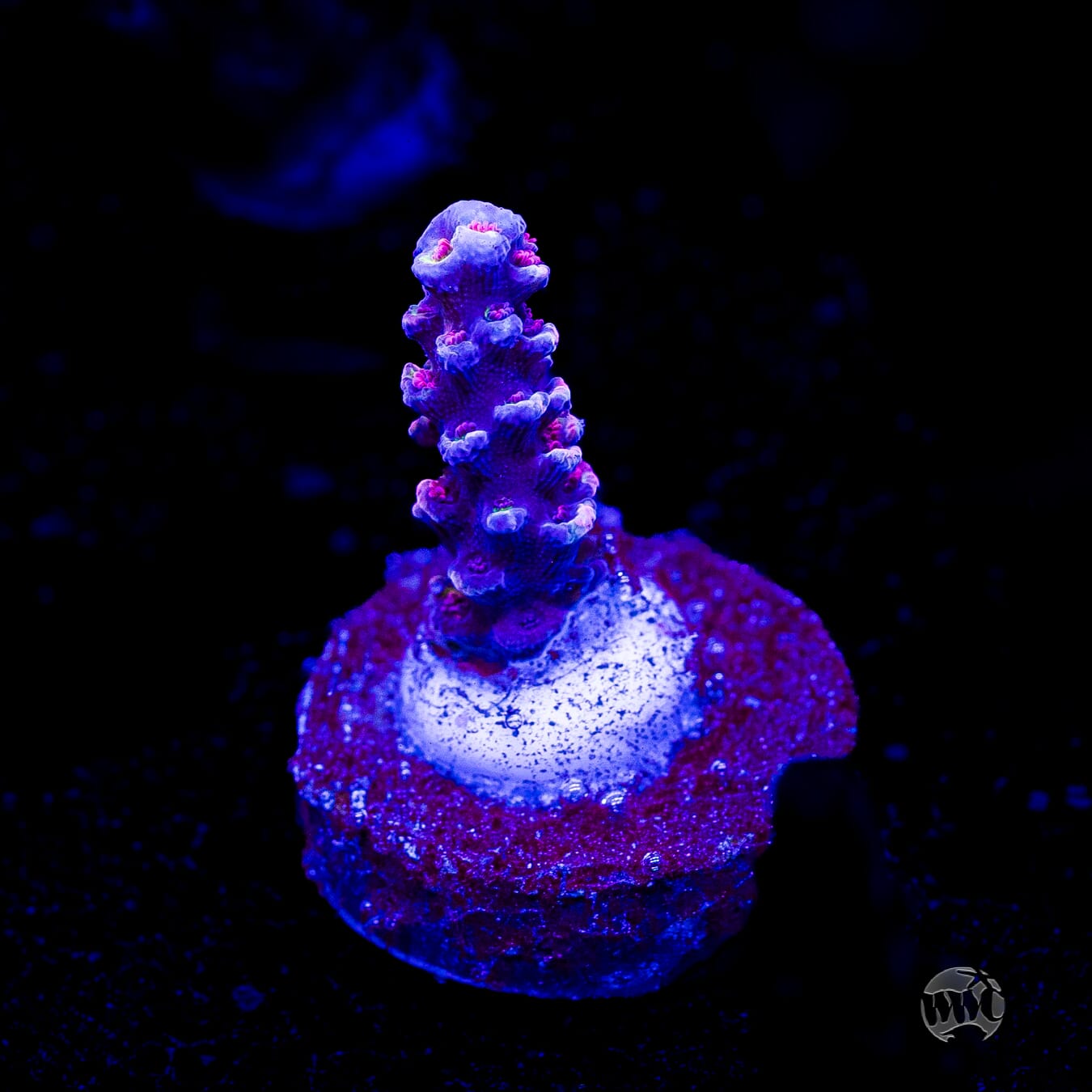 WWC Pink Panther Tenuis Acropora