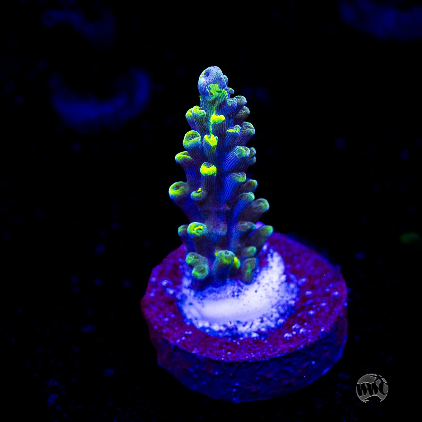 WWC Solomon Split Acropora