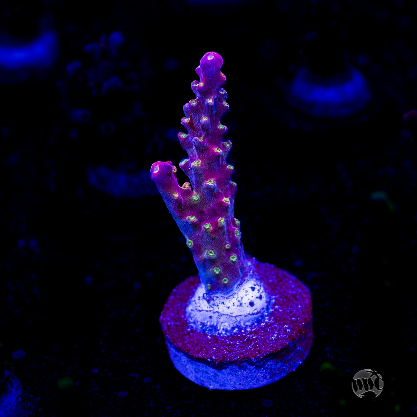 Jason Fox Shock Tart Acropora