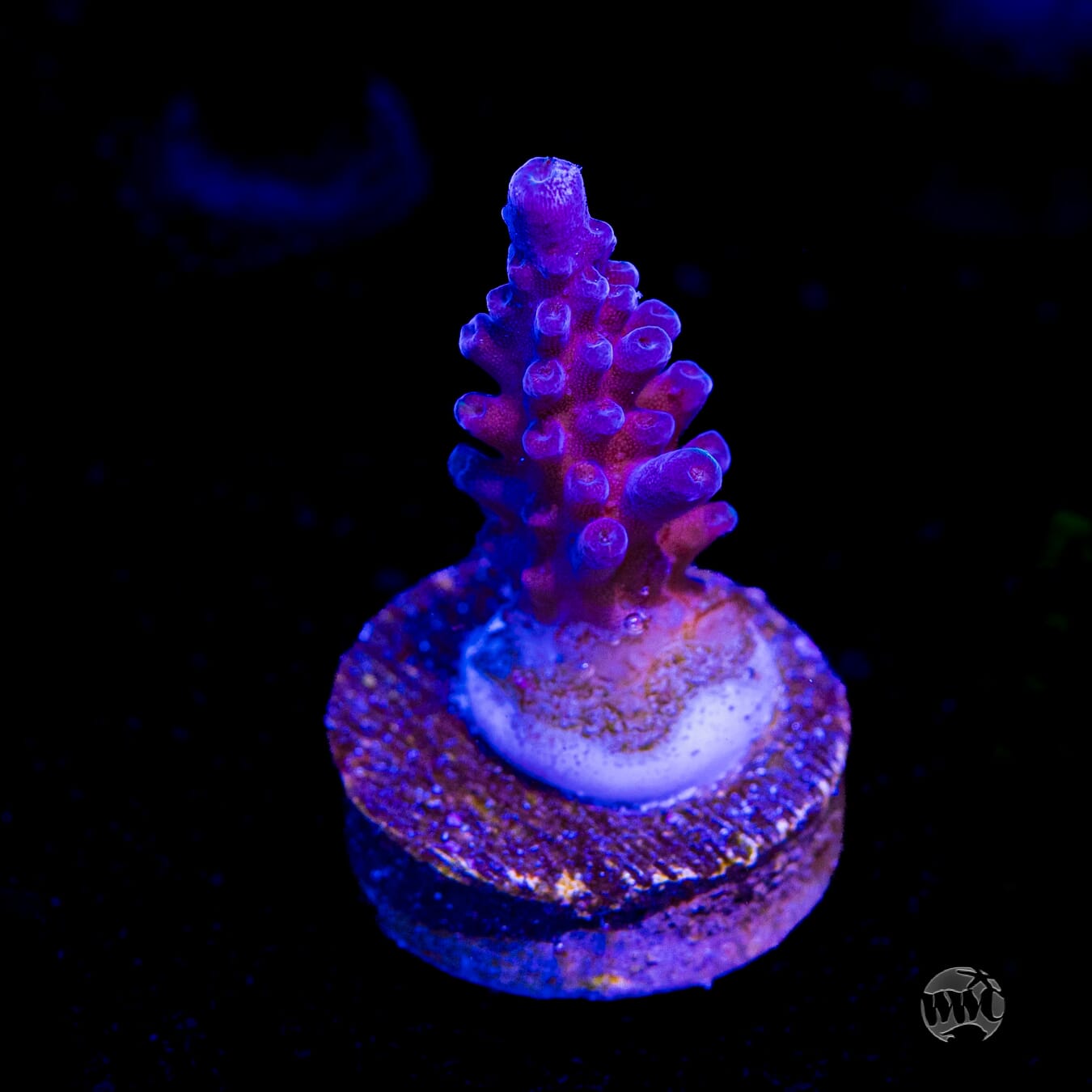 Paletta Blue Acropora