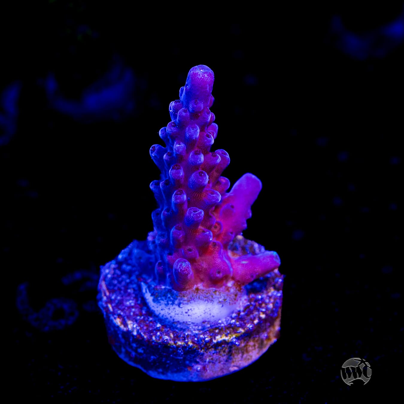 Paletta Blue Acropora