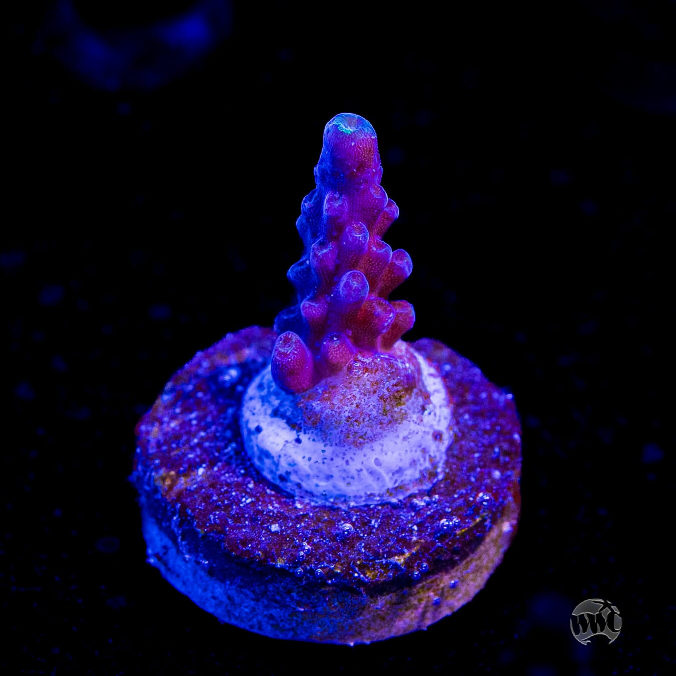 Paletta Blue Acropora