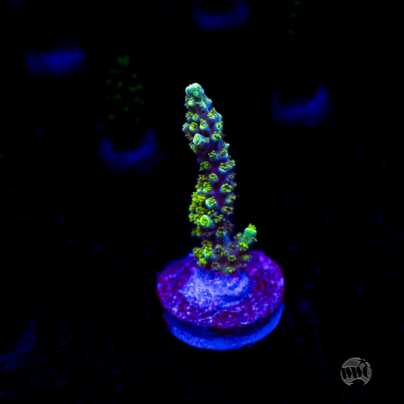 ORA Purple Plasma Acropora