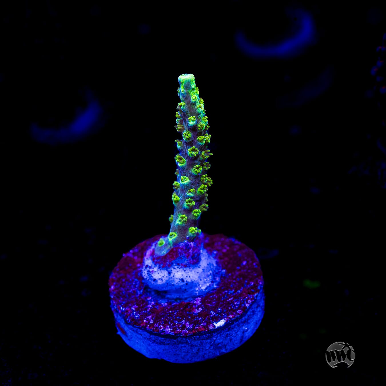 ORA Purple Plasma Acropora