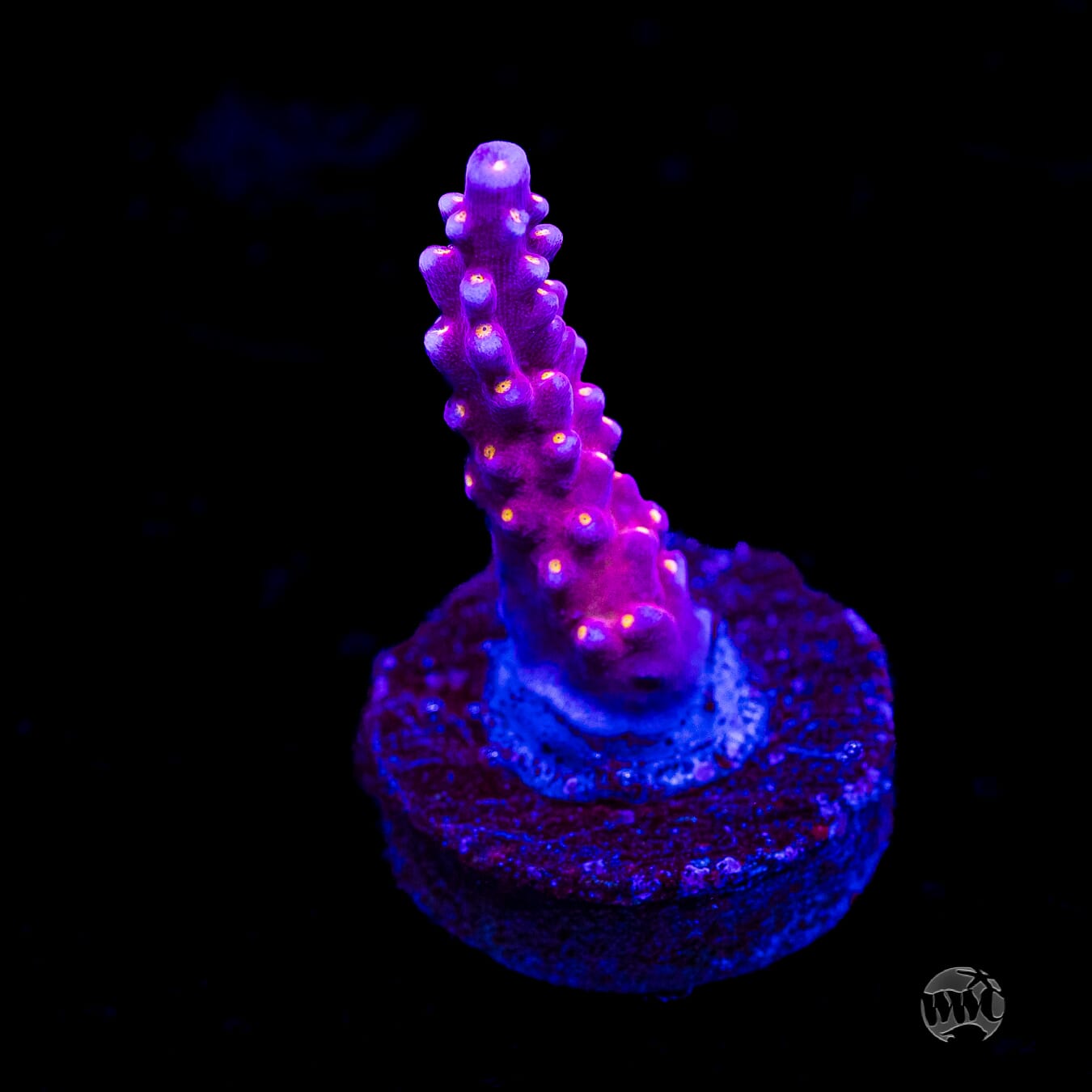WWC All Star Acropora